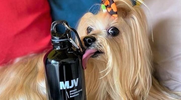 Trabalhar na MJV